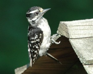 baby downy woodpecker