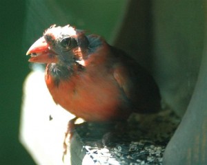 bald cardinal