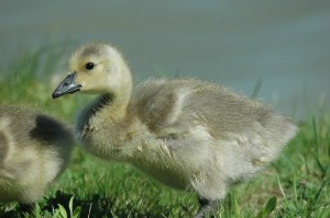 canada gosling