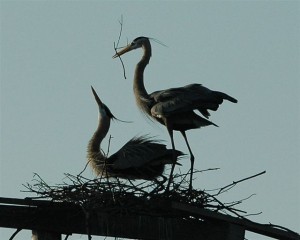 herons nesting