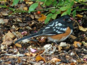 spotted towhee