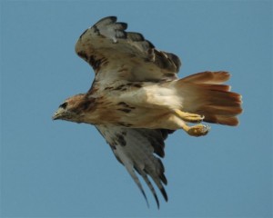 lakota hawk