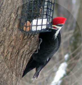 pileated woodpecker