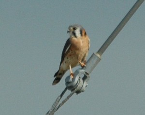 kestrel