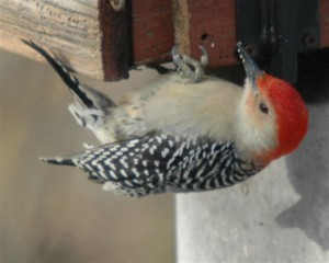 red bellied woodpecker