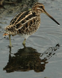 snipe