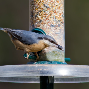 What’s in Your Feeder?