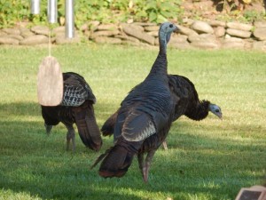 wild turkeys