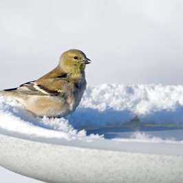 The Importance of Water in Winter