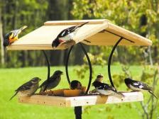 Fly Through Feeder