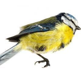 How to Avoid Window Collisions