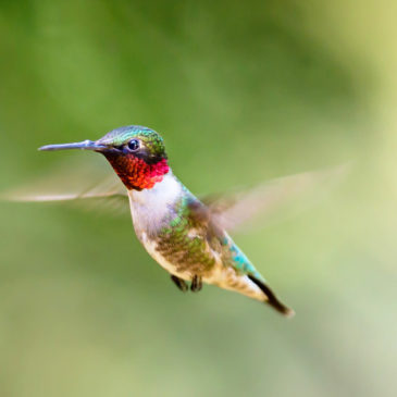Hummingbird Fall migration is in full swing