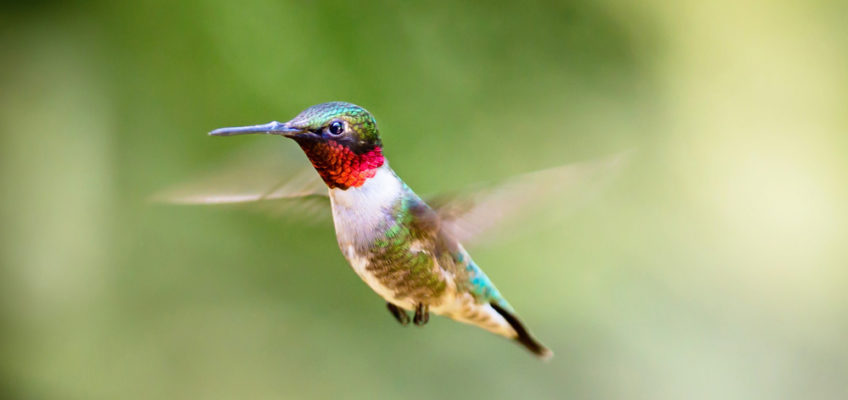 Hummingbird Fall migration is in full swing