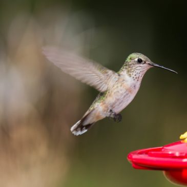 The Hummingbird migration has begun