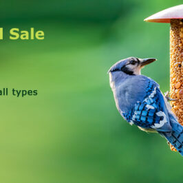 Spring Bird Food Sale At Wild About Birds!